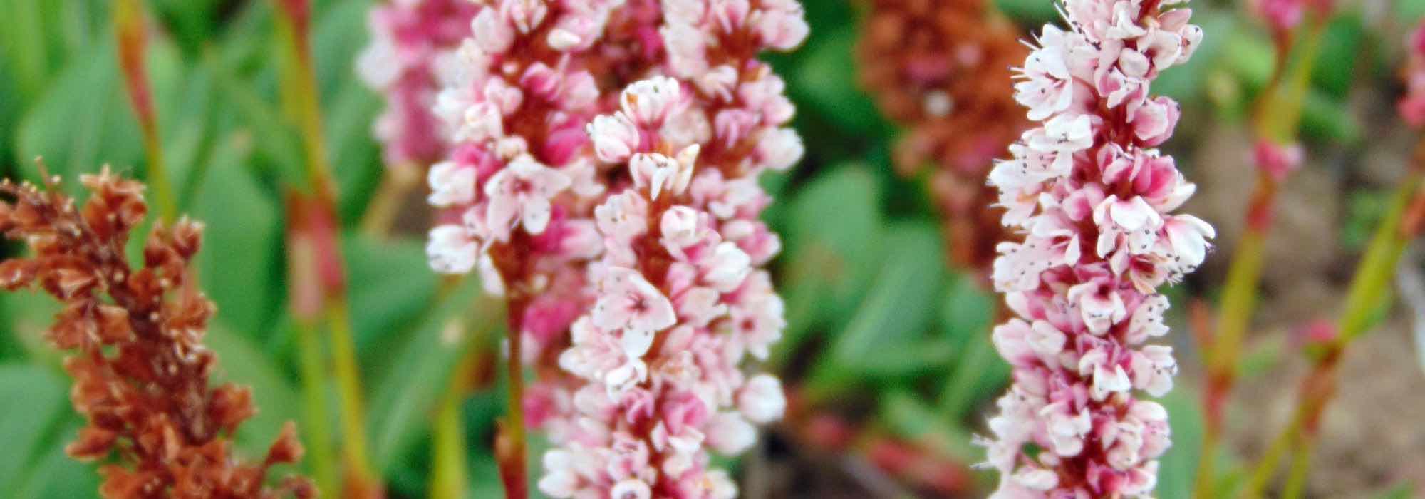Persicárias: as melhores plantas de cobertura
