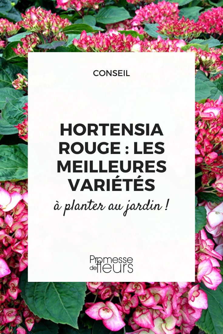 hortênsia de floração vermelha
