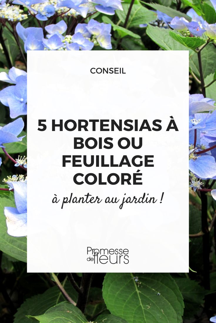 Hortênsias com caules ou folhagem coloridos