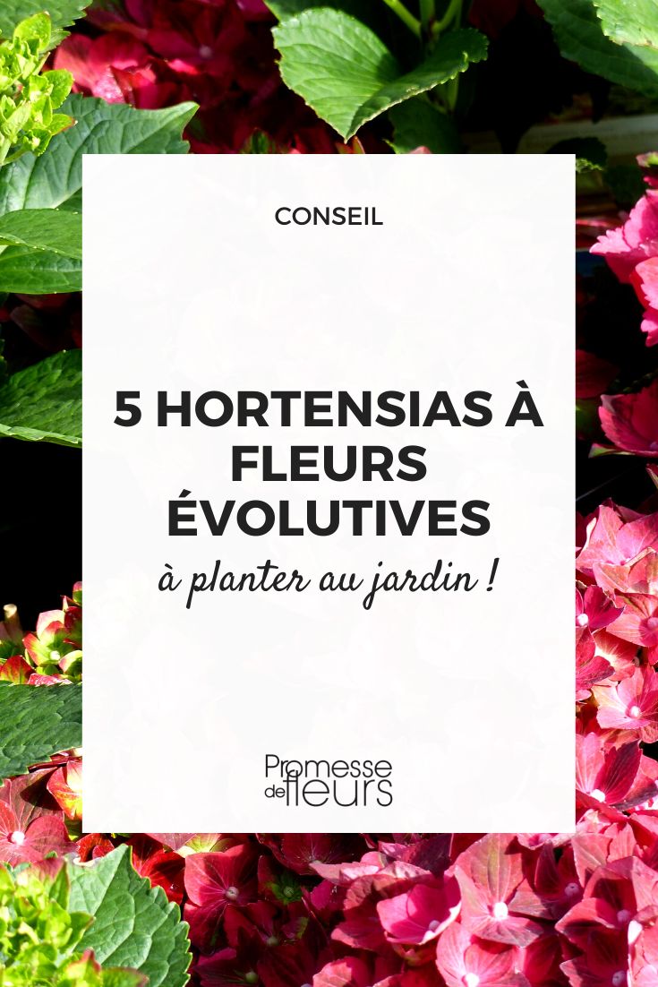 Hortênsias de flores mutáveis