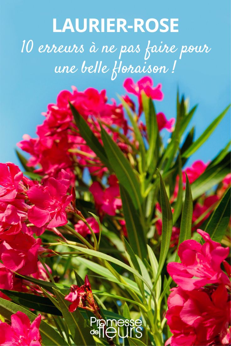 Favorecer a floração do loendro (Nerium)