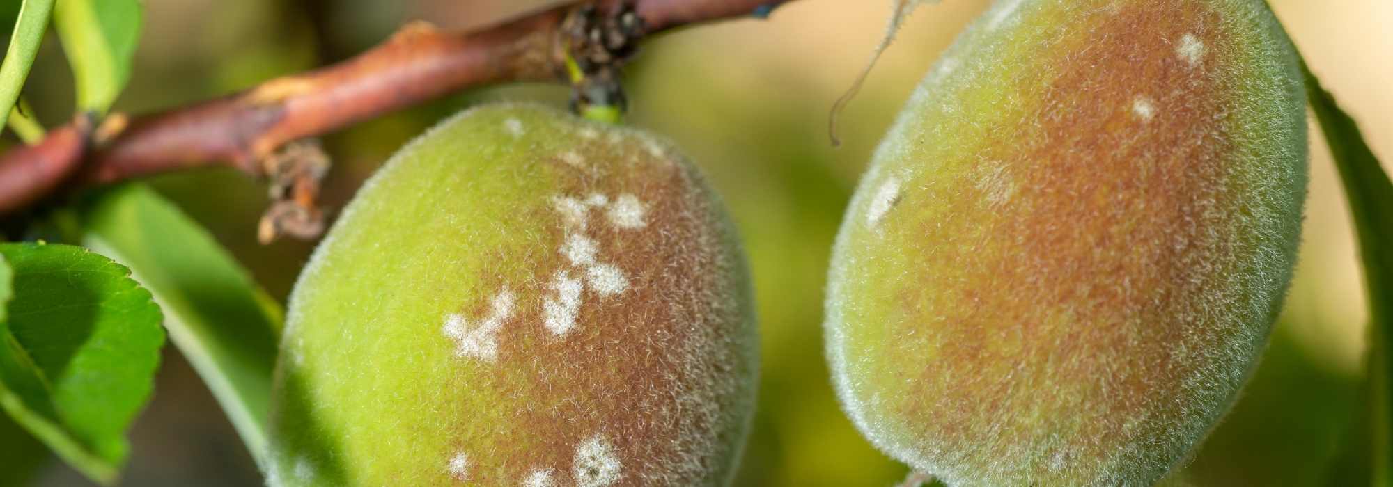 Doenças e pragas do pessegueiro