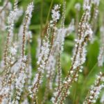 7 Persicárias de flores brancas