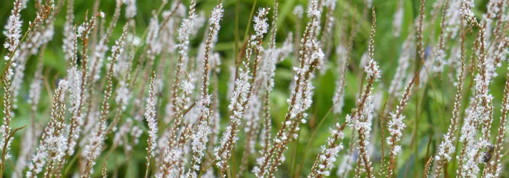 7 Persicárias de flores brancas