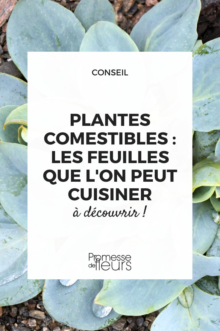 plantas de folhas comestíveis para uso culinário, plantas comestíveis na cozinha, folhas comestíveis na cozinha