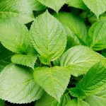 A minha hortênsia não floresce: porquê?