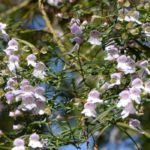 Prostanthera - Hortelã-australiana: plantar e cultivar