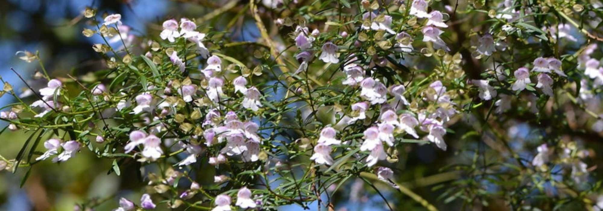 Prostanthera - Hortelã-australiana: plantar e cultivar