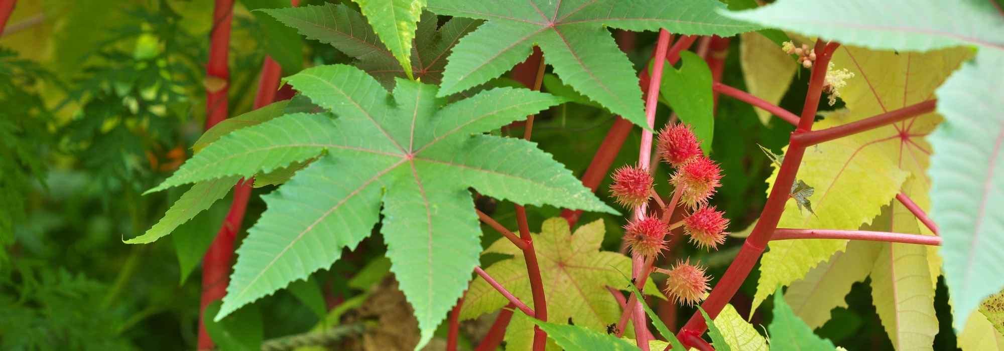 Rícino-comum: plantação, sementeira, cultivo