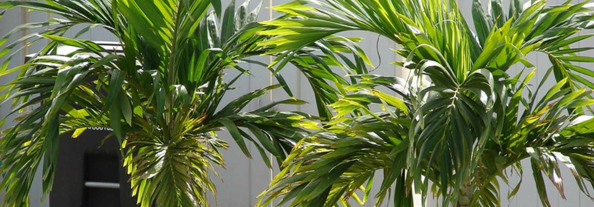 Veitchia (Adonidia): plantação, cultivo, manutenção