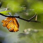O meu arbusto perde as folhas no verão: porquê?