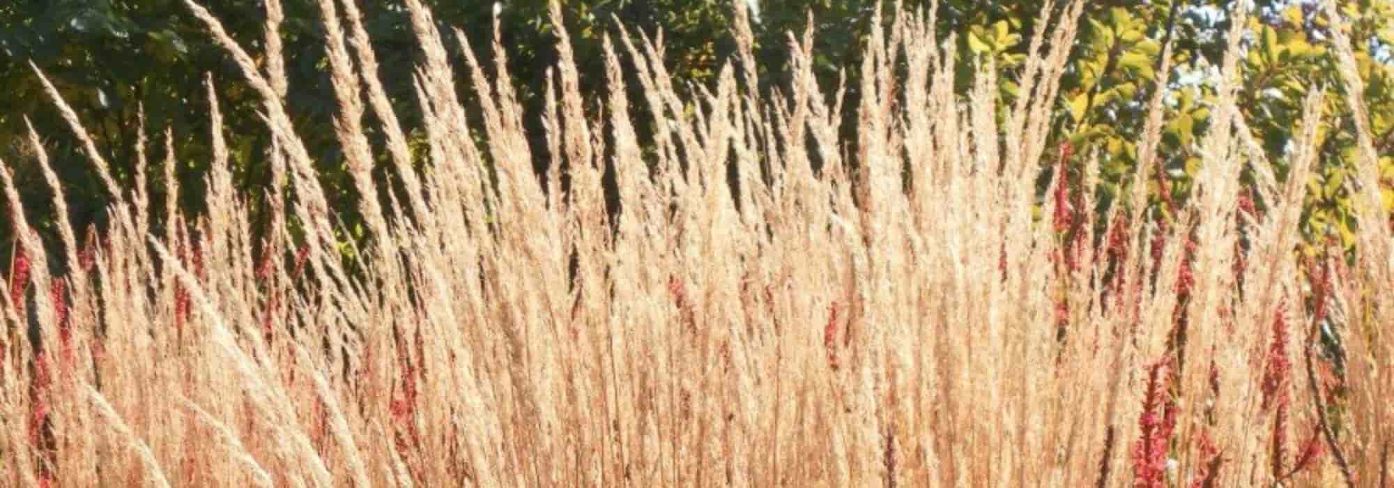 Combinar o Calamagrostis
