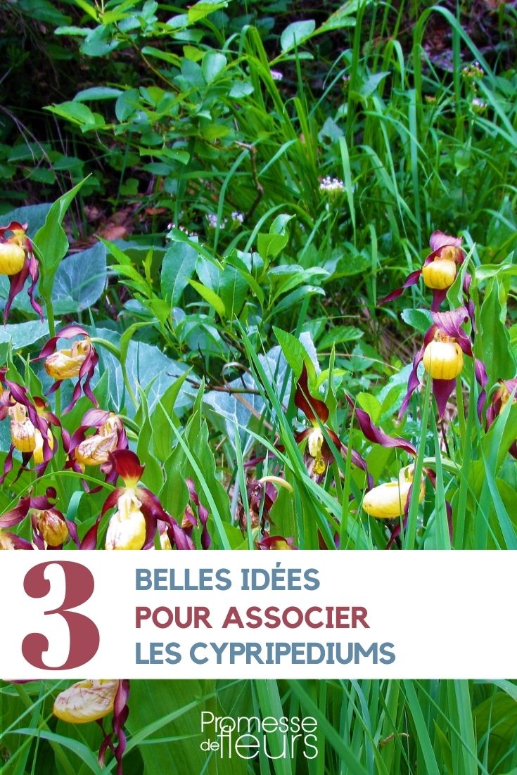 Associar os sapatinhos-de-vénus