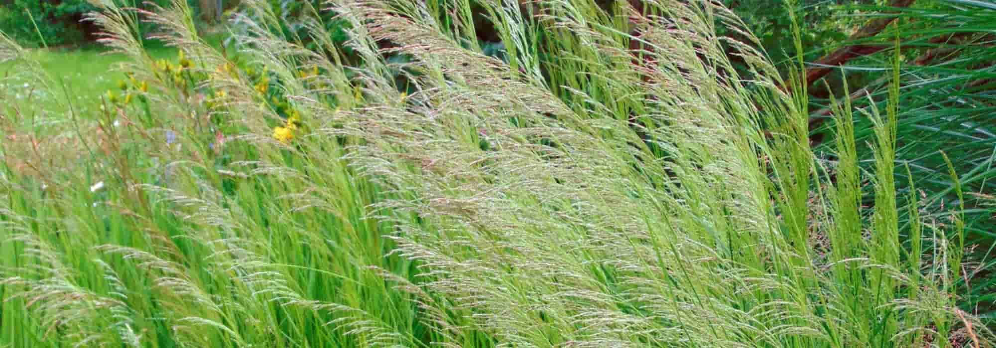 Combinar a Deschampsia