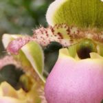 Como combinar o Cypripedium - sapatinho-de-vénus?