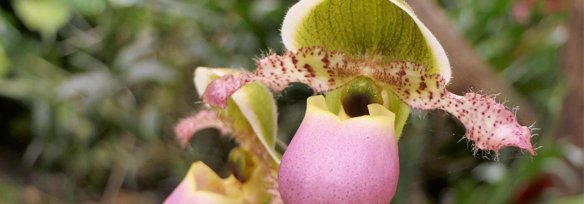 Como combinar o Cypripedium - sapatinho-de-vénus?