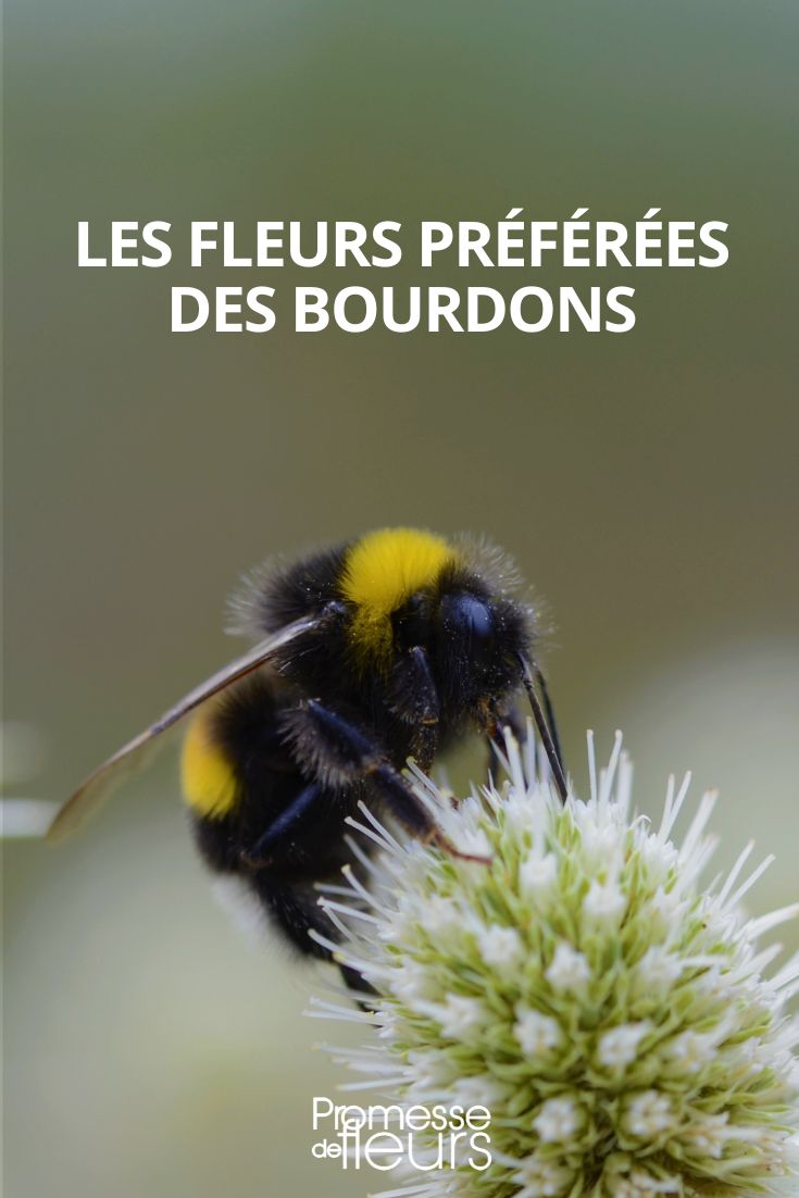 flores preferidas dos abelhões