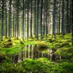 Alterações climáticas: a expansão das florestas mundiais arrefecerá a atmosfera... ou o contrário?