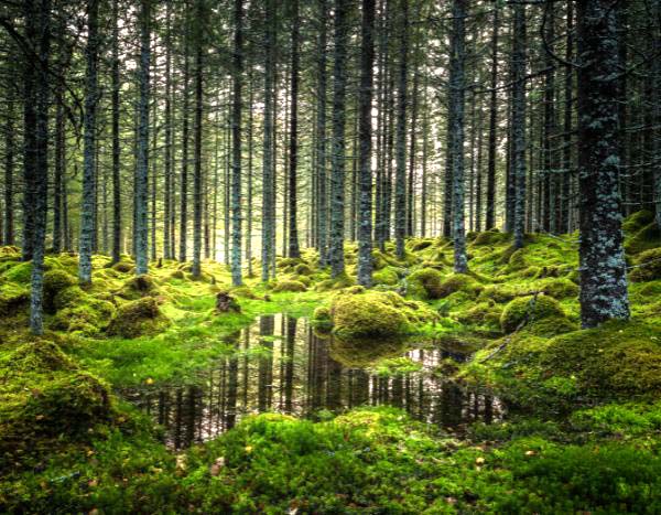 Alterações climáticas: a expansão das florestas mundiais arrefecerá a atmosfera... ou o contrário?