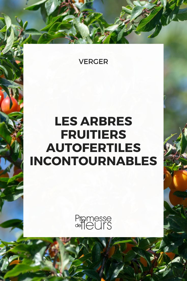 Fruteiras autoférteis indispensáveis