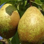 Fruteiras: as variedades autoférteis mais populares