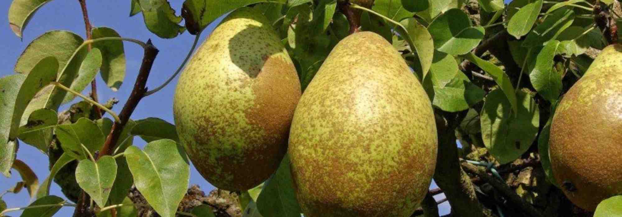 Fruteiras: as variedades autoférteis mais populares