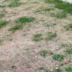 Relva queimada pelo sol: o que fazer?