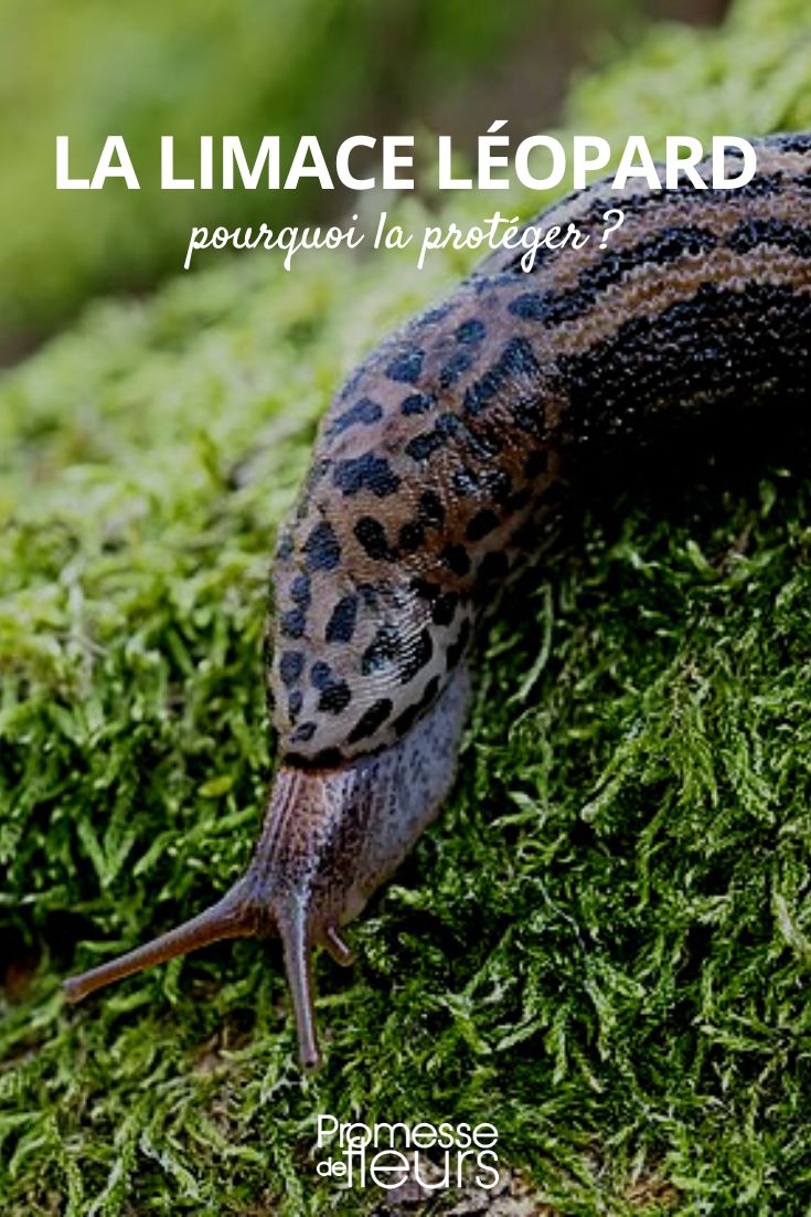grande lesma-leopardo