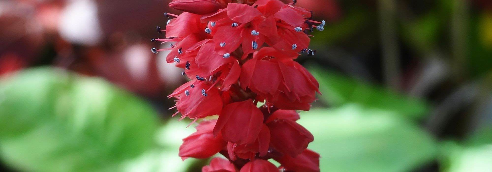 7 Persicárias de flores vermelhas