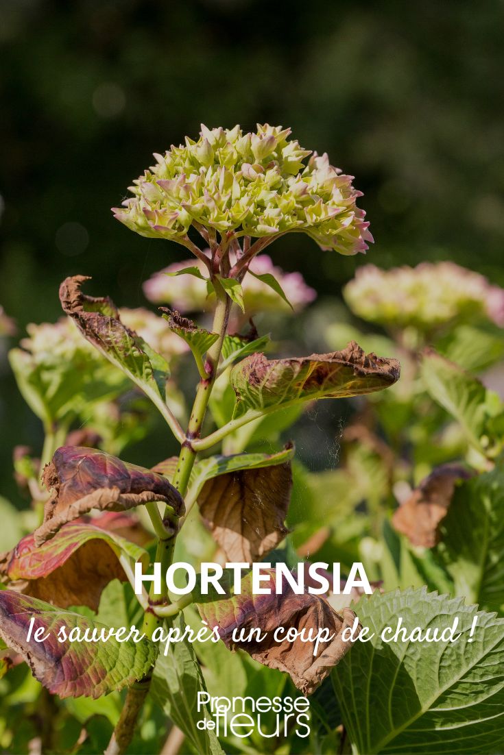 Hortênsia: como salvá-la depois de uma vaga de calor