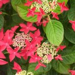 Hortênsia vermelha: as melhores variedades