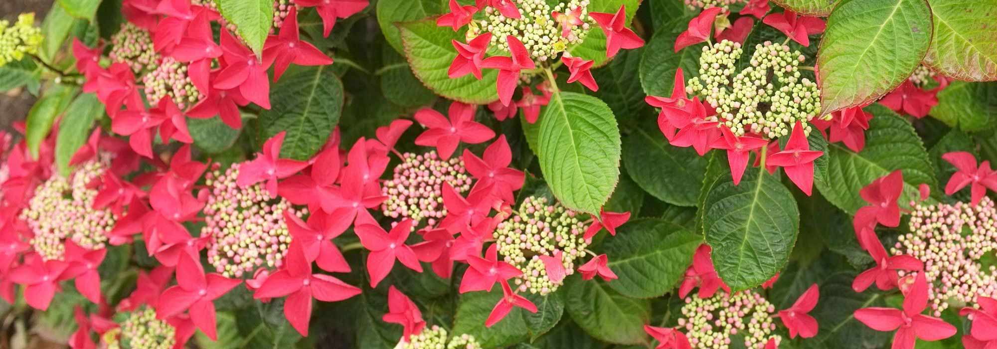 Hortênsia vermelha: as melhores variedades