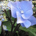 6 hortênsias com caules ou folhagem coloridos