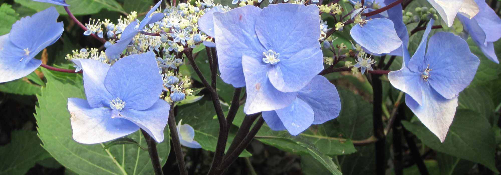 6 hortênsias com caules ou folhagem coloridos
