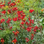 6 ideias de canteiros para um jardim vermelho/púrpura