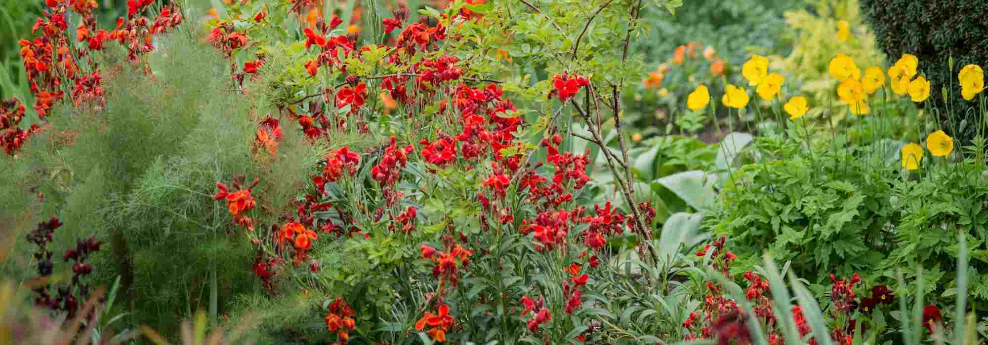 6 ideias de canteiros para um jardim vermelho/púrpura
