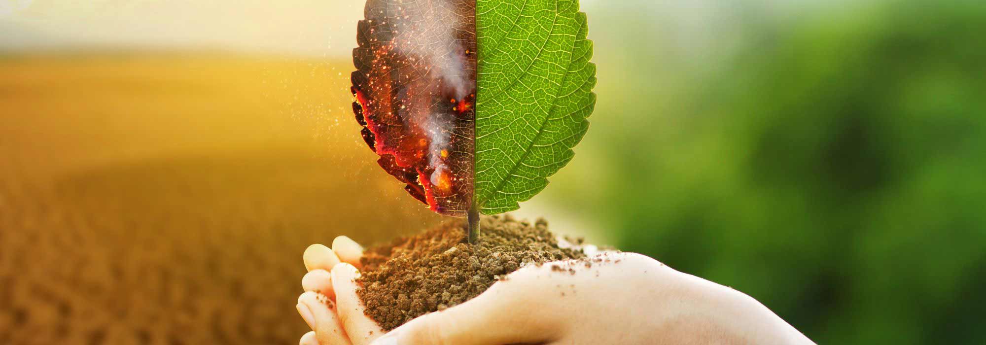 Alterações climáticas: repensar os nossos jardins para nos adaptarmos!
