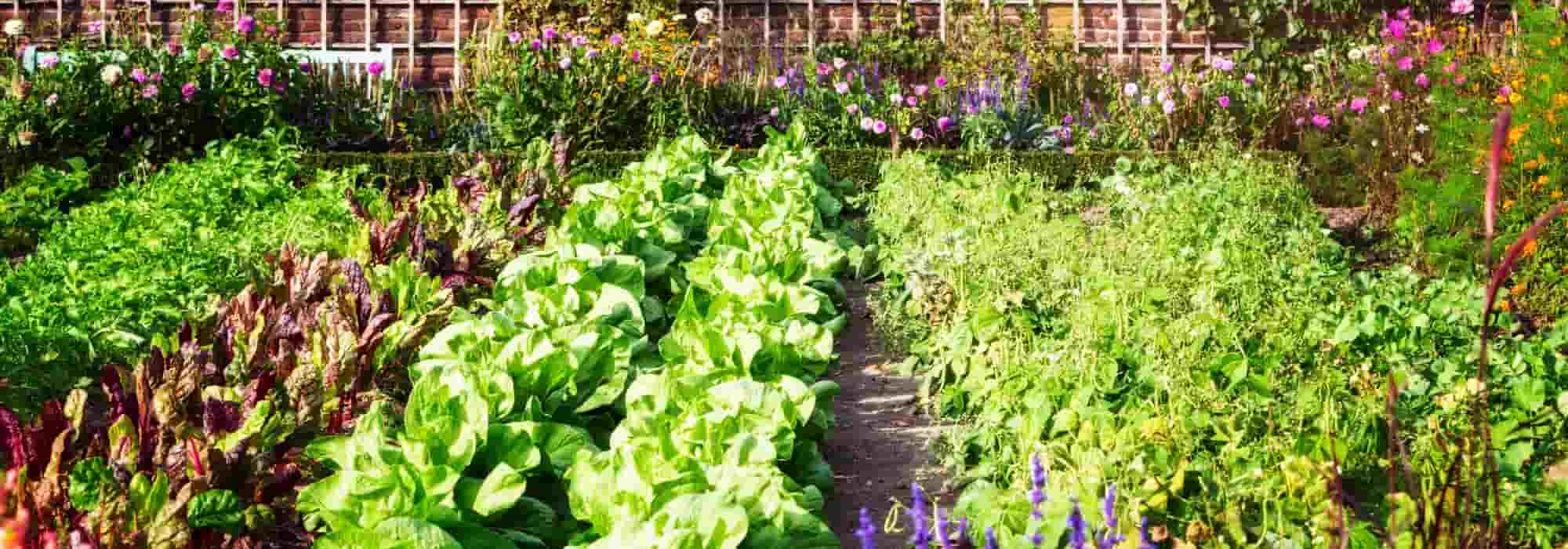 Criar sombra na horta e nos seus legumes no verão