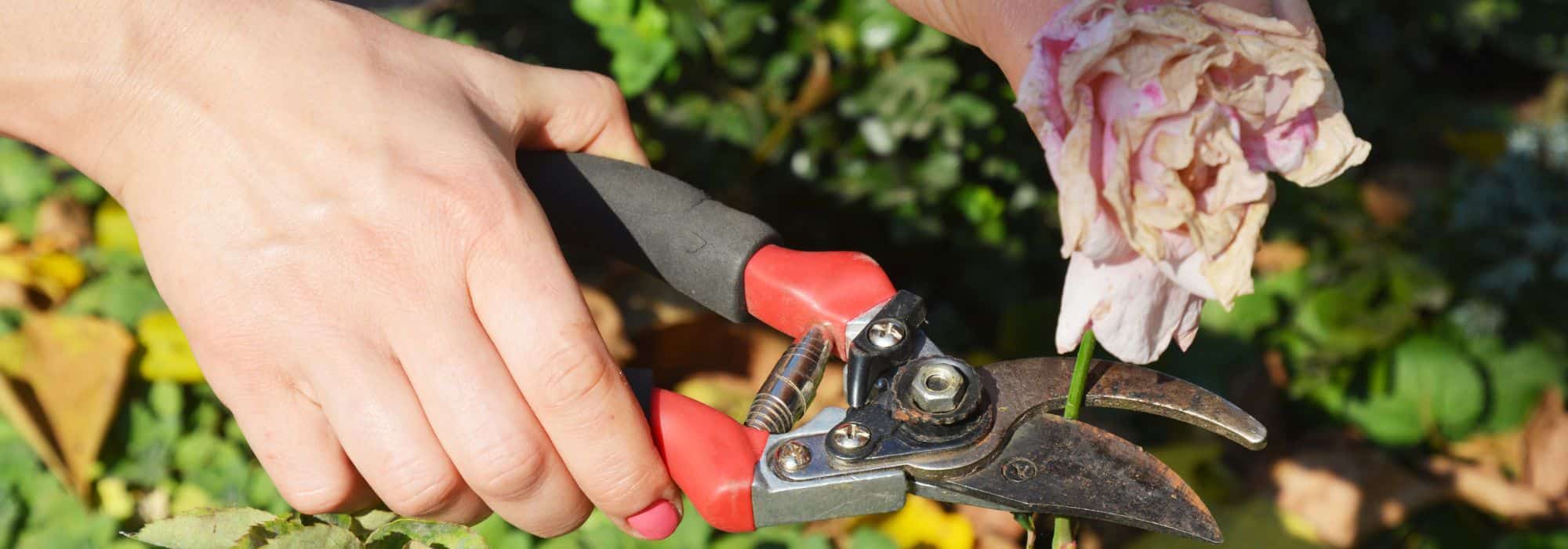 6 boas razões para cortar as flores murchas