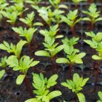 Conseguir a sementeira de tagetes