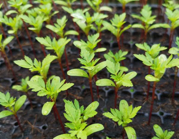 Conseguir a sementeira de tagetes