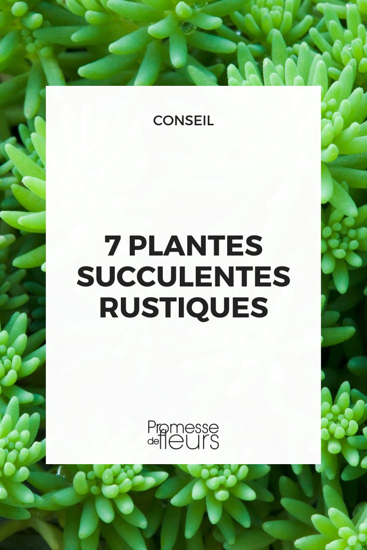 7 orelhas-de-porco rústicas