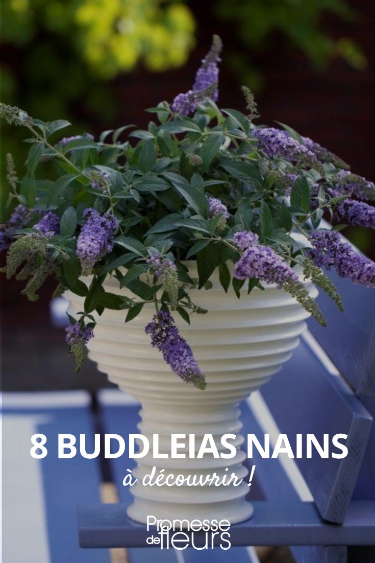 8 Buddleias anãs