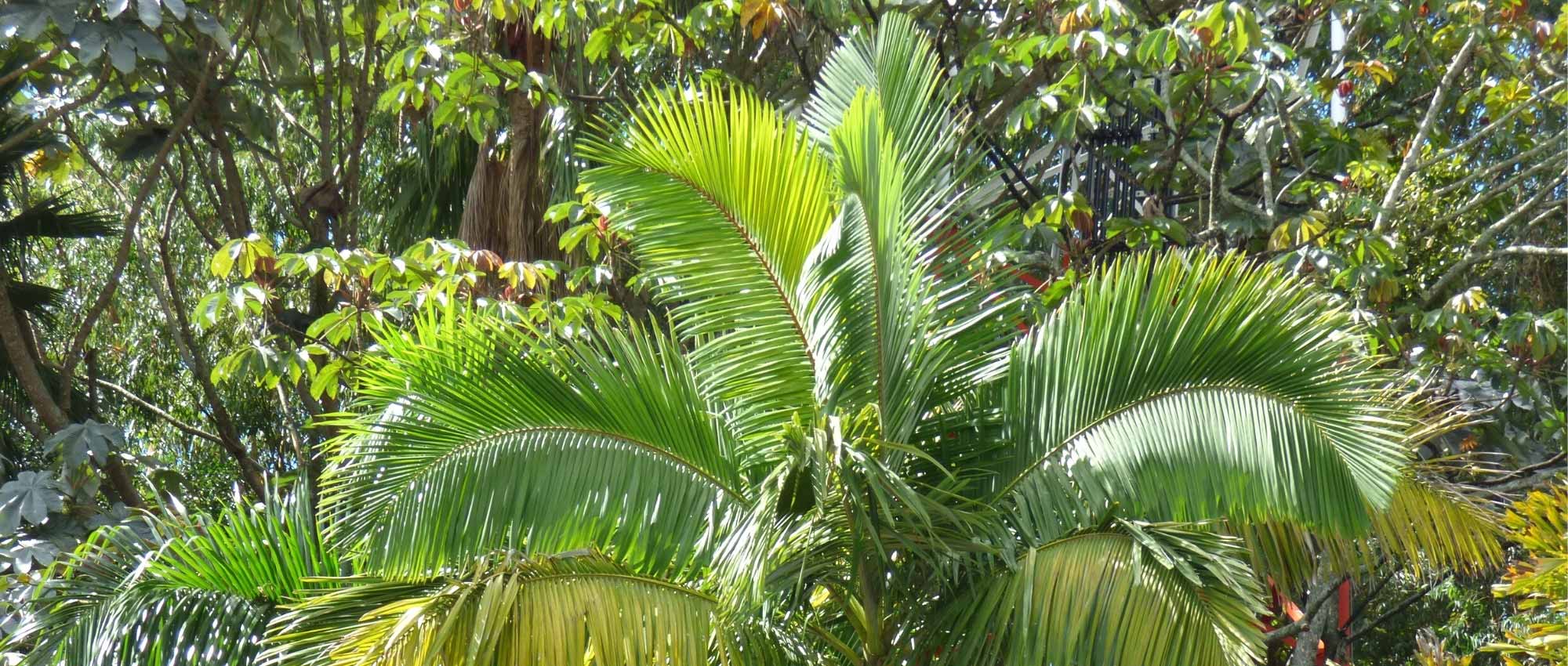 Palmeira-real-australiana: plantar, cultivar e cuidar