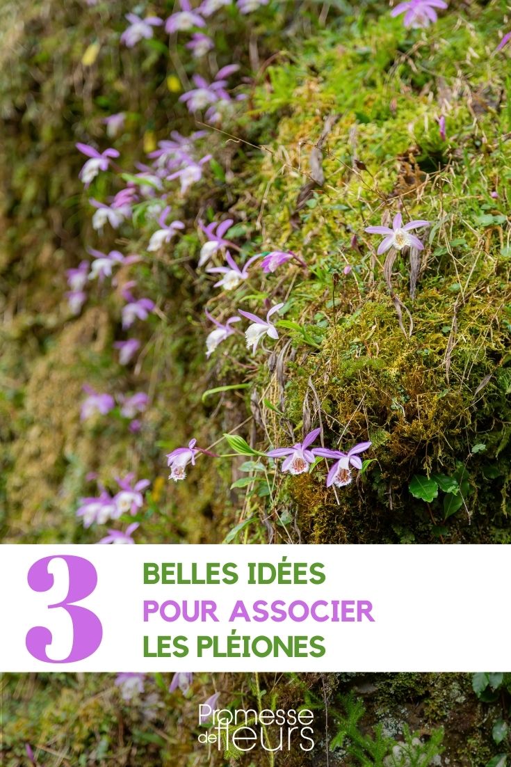 Associar as pleiones