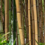 Bambusa - Bambu de sebe: plantar e cultivar