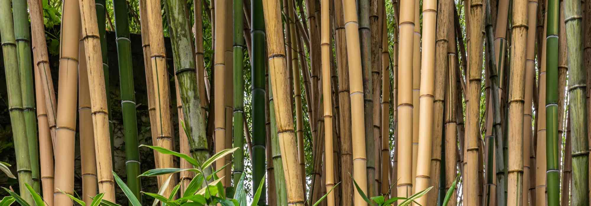 Bambusa - Bambu de sebe: plantar e cultivar