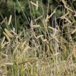 Bouteloua, boutelou: plantação, cultivo, manutenção