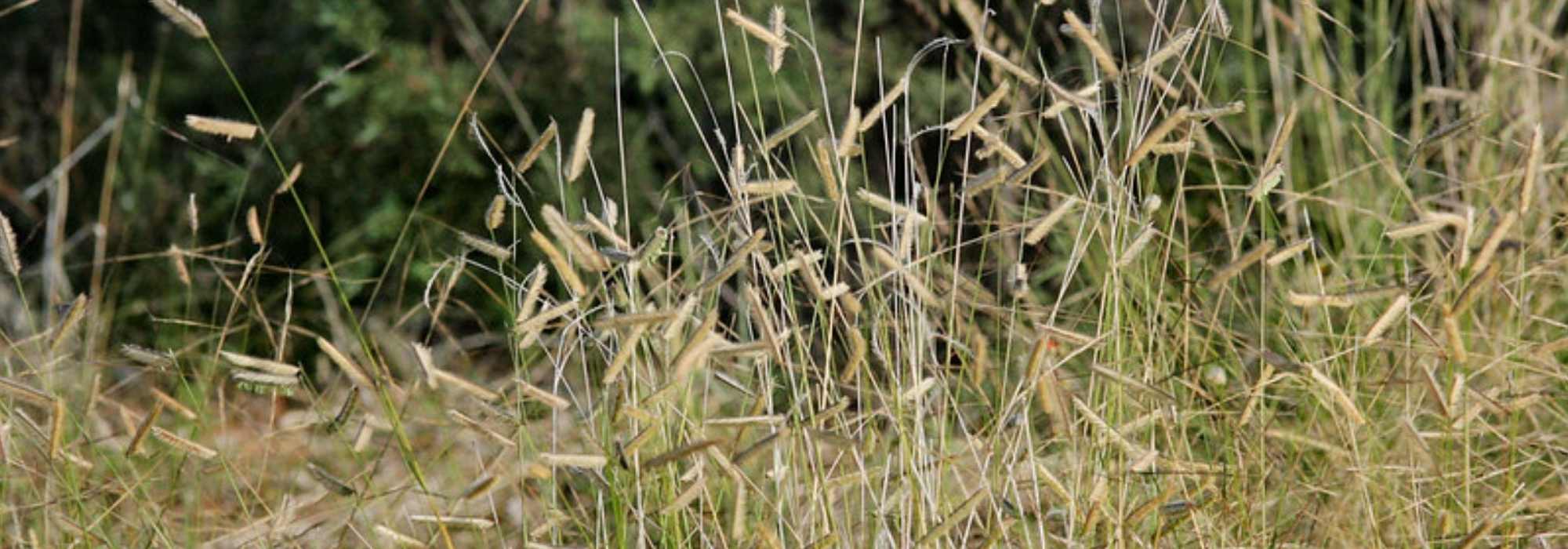 Bouteloua, boutelou: plantação, cultivo, manutenção