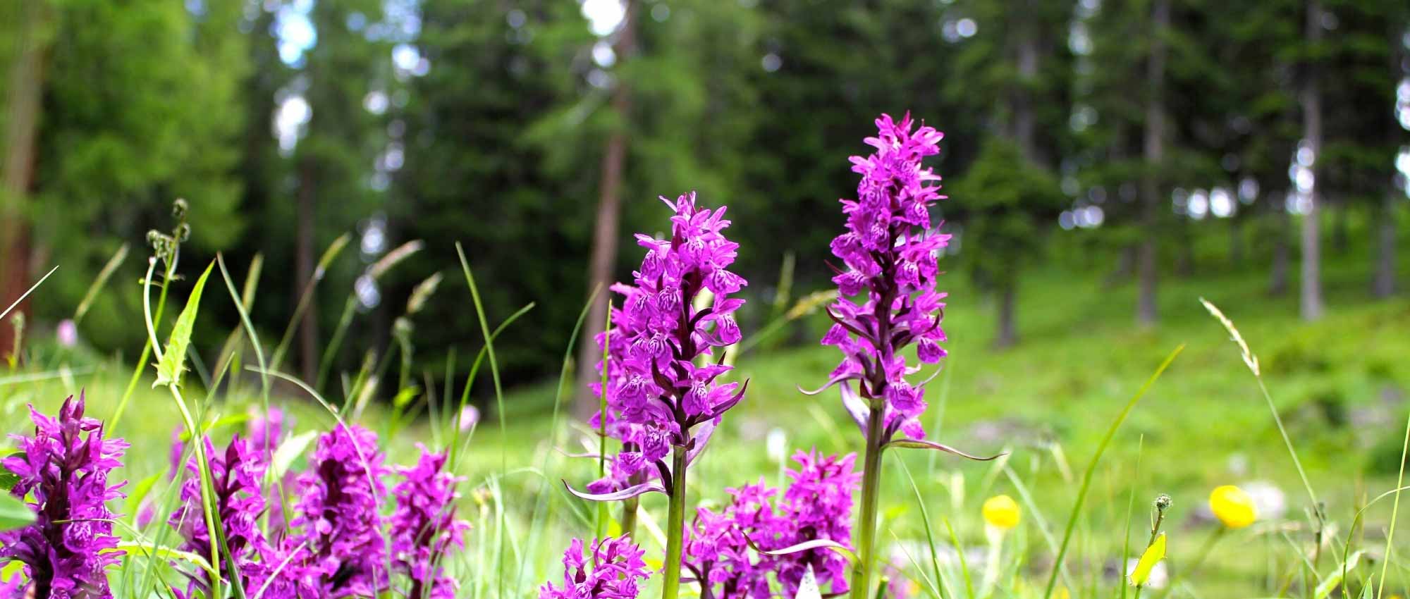 Dactiloriza: plantação, cultivo e cuidados